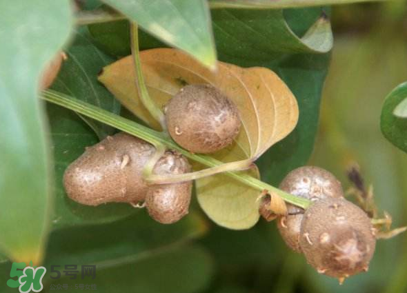 山藥豆能種植嗎？山藥豆怎么種？