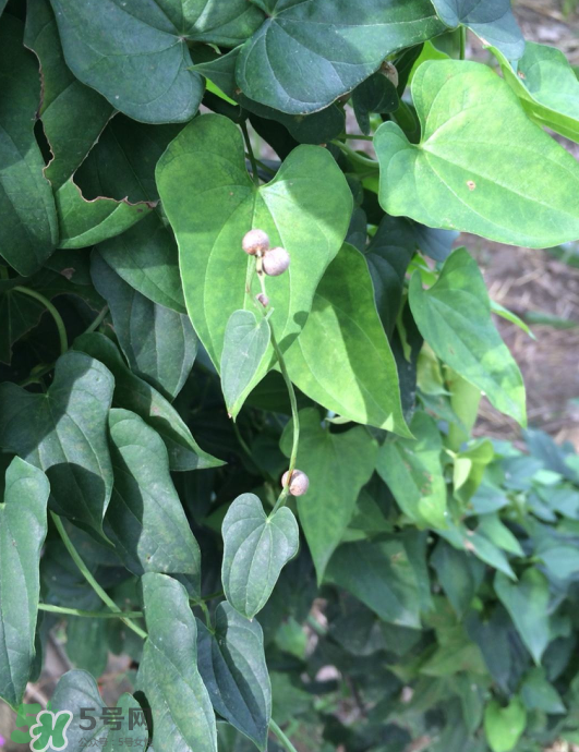 山藥豆能種植嗎？山藥豆怎么種？