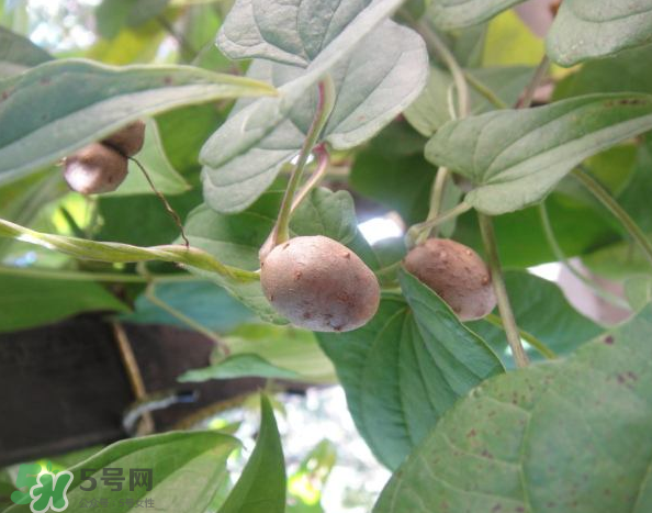 山藥豆能泡酒嗎？山藥豆能打豆?jié){嗎？
