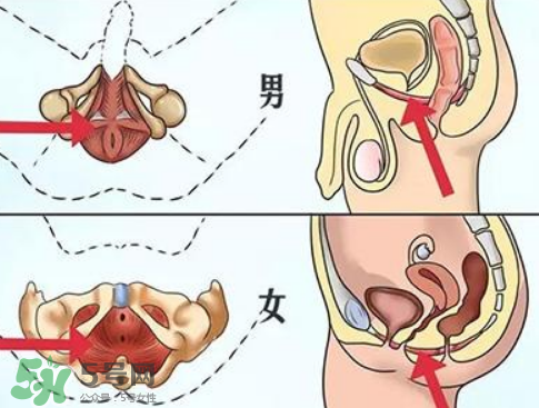 pc肌是什么？怎么鍛煉pc?。?></p><h3>怎么鍛煉pc肌</h3><p>1、第一節(jié)包括三組練習(xí),首先,迅速收縮、放松盆底肌肉,每次持續(xù)10秒,連續(xù)做3組,每組間隔10秒。每次持續(xù)5秒,每組間隔5秒。最后,緊縮盆底肌肉,維持30秒,做3組,每組間隔30秒。這一套練習(xí)應(yīng)堅持一周,每天都練。</p><p>2、第二節(jié)訓(xùn)練中，收縮盆底肌肉,堅持5秒,然后放松,一共做10組。每組10次,做3組。再次,不規(guī)則地收緊并放松,每次數(shù)10下,做3組。最后,緊收肌肉,盡可能久地堅持,以2分鐘為上限。這一節(jié)訓(xùn)練也應(yīng)堅持一周。</p><p>3、第三節(jié),首先是重復(fù)收放盆底肌肉,共30組,慢慢增加到100組。然后,盡可能久地收緊,做30組,每組間隔30秒。</p><p>4、第四節(jié)是鞏固練習(xí)。首先,收緊盆底肌肉,至少堅持兩分鐘,然后放松,組數(shù)不限,但最好是盡可能久地練習(xí)。</p><p style=