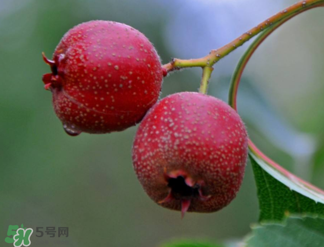 山楂和決明子泡茶喝的功效是什么？