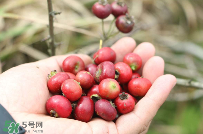 山楂和蜂蜜能一起沖水喝嗎？