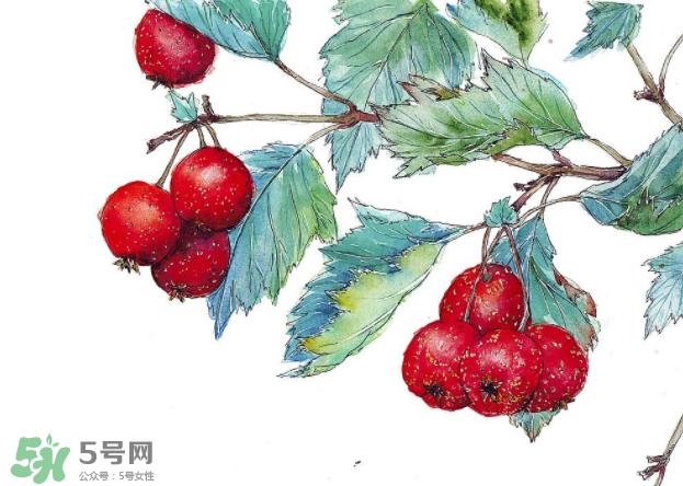 山楂要煲多長(zhǎng)時(shí)間最好？山楂要什么時(shí)候吃最好？