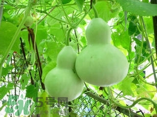 醋泡洋蔥能降血壓嗎？哪些食物可以降血壓？