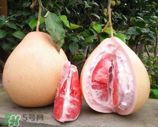 三紅蜜柚多少錢一斤2017？三紅蜜柚好吃嗎