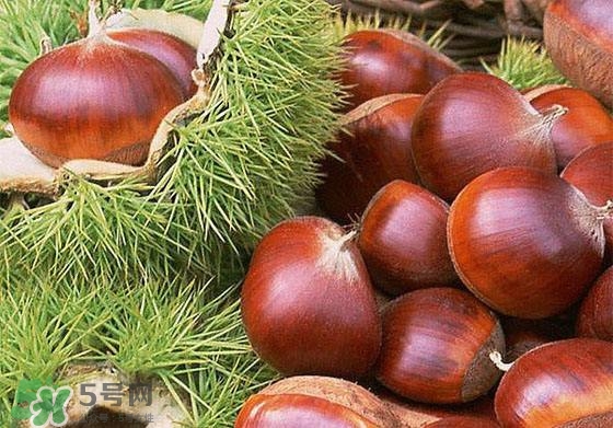板栗酒能治療腎陽虛嗎？板栗泡酒真的能壯陽嗎？