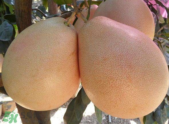 三紅蜜柚幾年結果？種三紅蜜柚好還是紅肉蜜柚好？