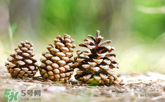 松子靠什么傳播種子的？松子是什么樹的果實
