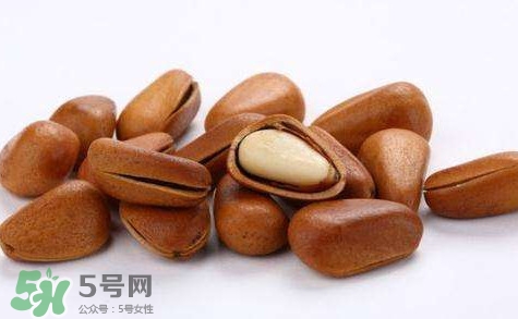 松子靠什么傳播種子的？松子是什么樹的果實