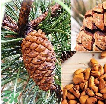松籽是什么樹結(jié)的？松子還是松籽？