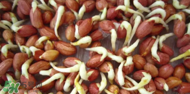什么樣的花生適合發(fā)芽？花生的食用方法