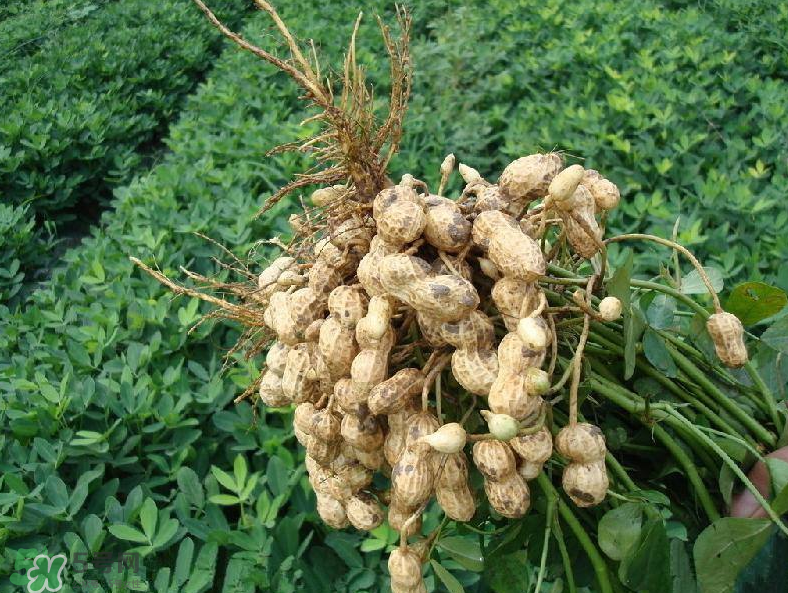 花生的藥用價(jià)值有哪些？花生不能和什么一起吃？
