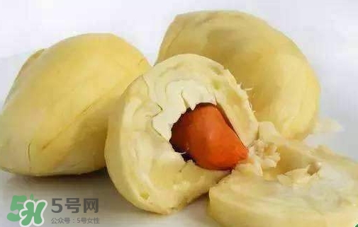 榴蓮籽能種嗎？榴蓮籽怎么種小盆栽？