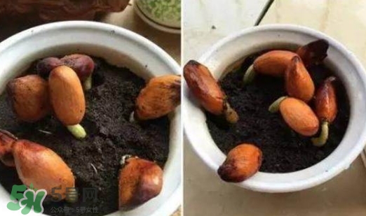 榴蓮籽能種嗎？榴蓮籽怎么種小盆栽？