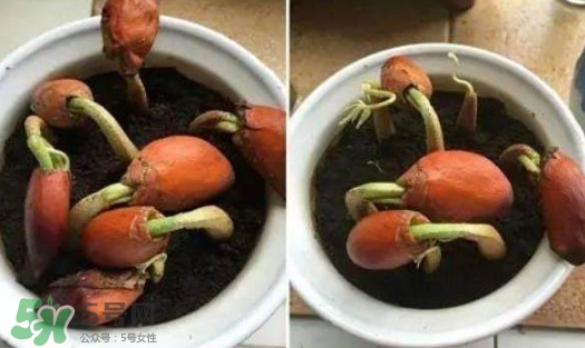 榴蓮籽能種嗎？榴蓮籽怎么種小盆栽？