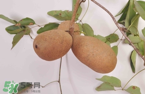 八月炸果為什么種的人少？八月炸可以放多久