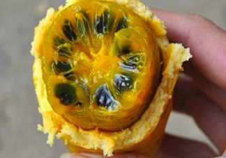 八月炸適合哪里種植？八月炸作用和功效是什么