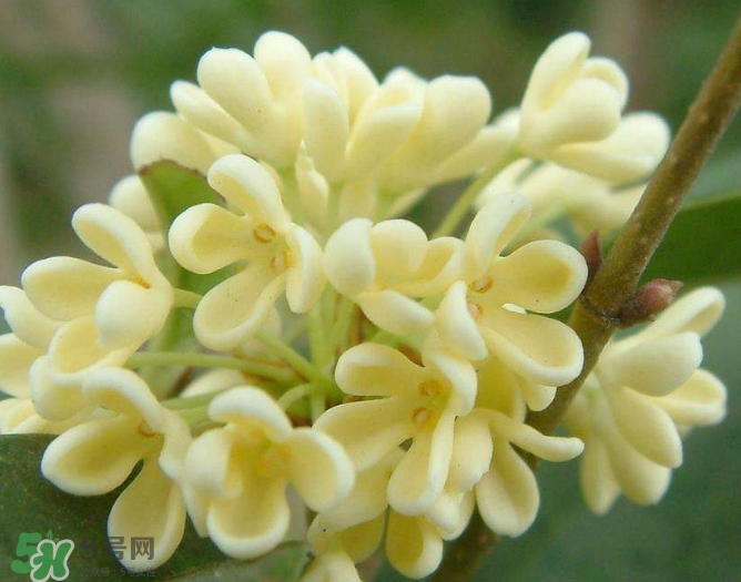 新鮮桂花怎么清洗？新鮮桂花可以冷凍嗎？