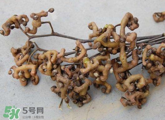 拐棗可以嫁接嗎？拐棗是哪里的特產(chǎn)