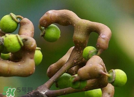 吃拐棗對人有什么好處？拐棗哪里有賣的