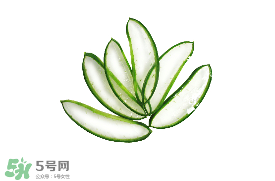 蘆薈泡酒治皮膚病嗎？蘆薈泡酒的功效與作用