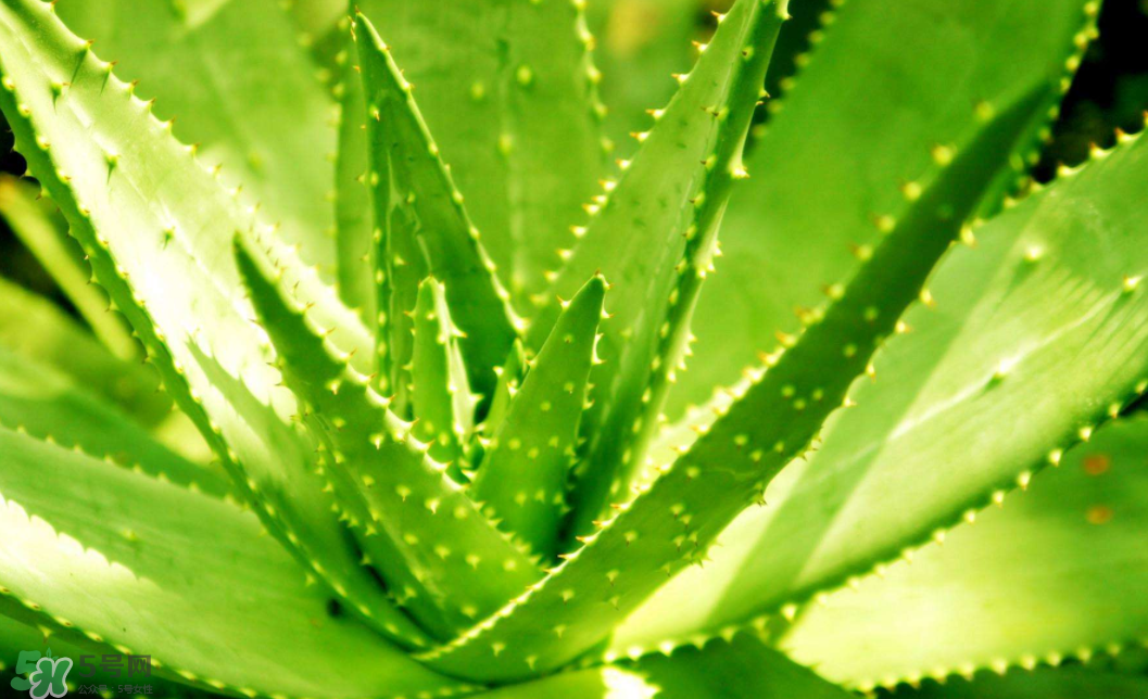 蘆薈泡酒的注意事項(xiàng)有哪些？蘆薈泡酒的做法