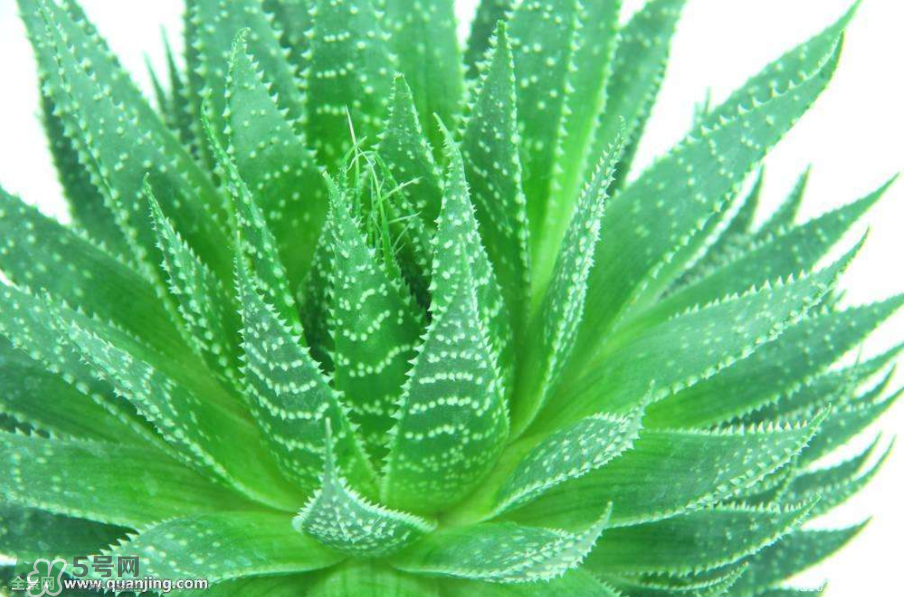 蘆薈有哪些作用？蘆薈會(huì)開花嗎？