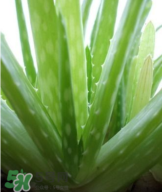 蘆薈膠的醫(yī)療作用有哪些？蘆薈膠的使用方法有哪些？