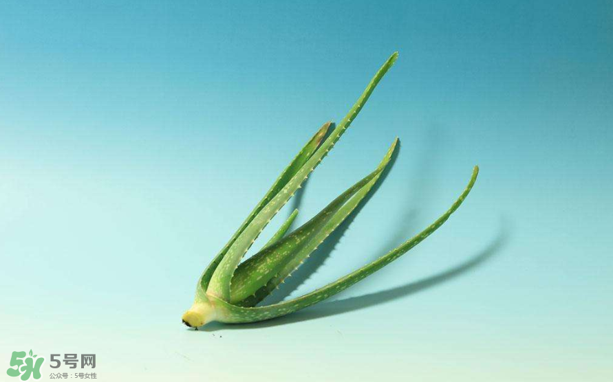 蘆薈膠的醫(yī)療作用有哪些？蘆薈膠的使用方法有哪些？