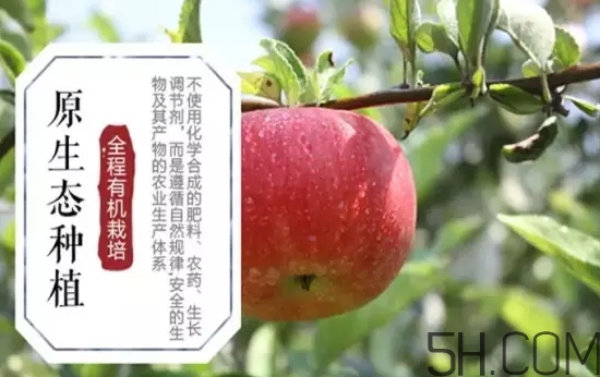 美八蘋果價格多少錢？美八蘋果多少錢一斤？