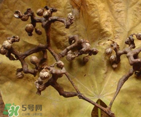 拐棗為什么沒人買？拐棗學(xué)名是什么