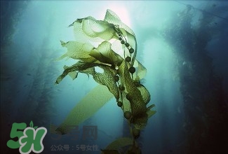 螺旋藻能解酒嗎？解酒的方法有哪些？
