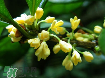 新鮮桂花怎么清洗？新鮮桂花可以冷凍嗎？