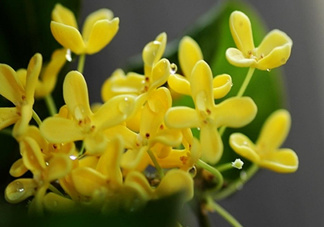新鮮桂花怎么清洗？新鮮桂花可以冷凍嗎？