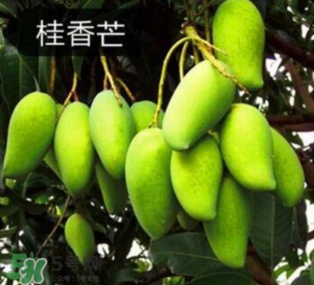 芒果有哪些品種？哪種芒果最好吃？