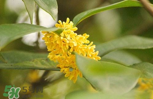 新鮮桂花怎么清洗？新鮮桂花可以冷凍嗎？