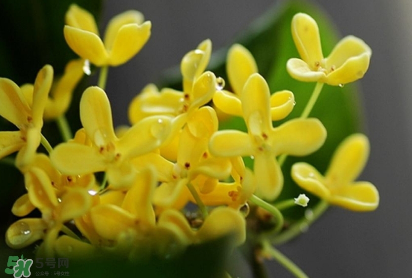 新鮮桂花怎么清洗？新鮮桂花可以冷凍嗎？