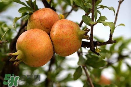 中秋節(jié)吃石榴嗎？中秋節(jié)吃石榴有什么寓意？