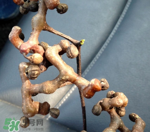新鮮拐棗吃著澀怎么處理？拐棗為什么澀