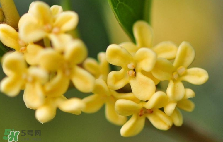 新鮮桂花怎么清洗？新鮮桂花可以冷凍嗎？