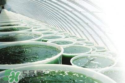 螺旋藻是飯前吃還是飯后吃？螺旋藻怎么吃？