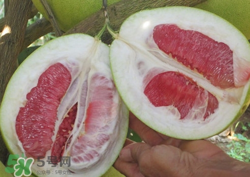 紅肉蜜柚是哪里產(chǎn)的？紅肉蜜柚的種植技術(shù)