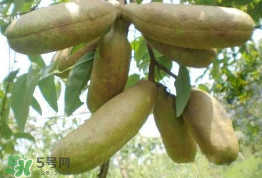 八月瓜可以經(jīng)常吃嗎？八月瓜可以多吃嗎？