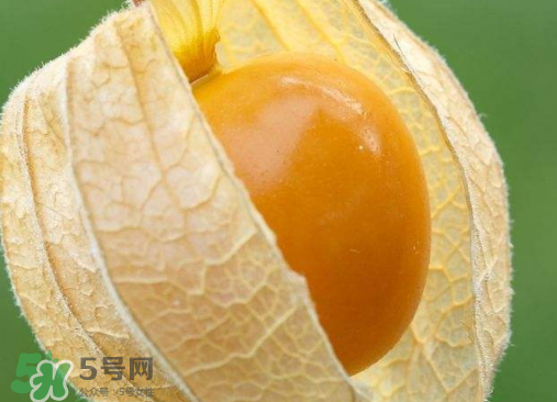燈籠果是熱性還是涼性？燈籠果是涼性的嗎？