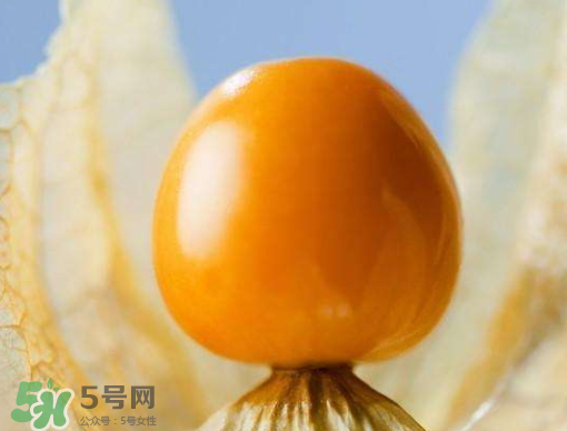 燈籠果是熱性還是涼性？燈籠果是涼性的嗎？