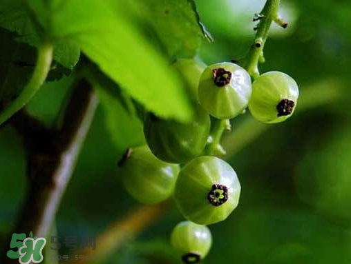 燈籠果什么時候種植？燈籠果怎么種植？