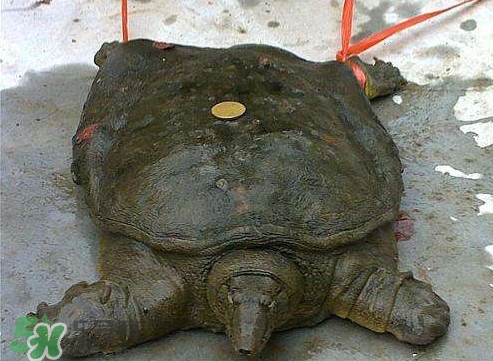 甲魚是熱性還是涼性？甲魚是淡水魚嗎