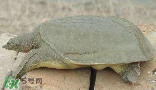 腳魚(yú)是什么？腳魚(yú)和烏龜?shù)膮^(qū)別