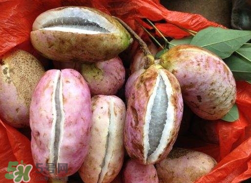 八月瓜孕婦能吃嗎？八月瓜的功效與作用