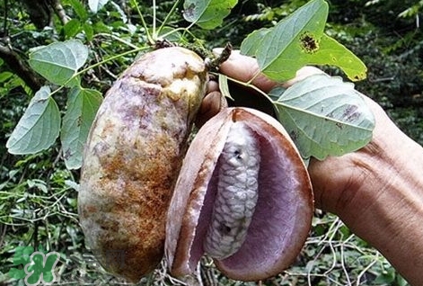 八月瓜能種植嗎？八月瓜怎么種植？